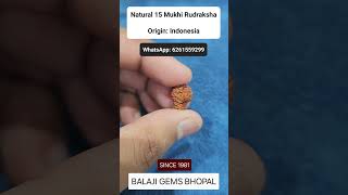 15 Mukhi Rudraksha Indonesia #shorts