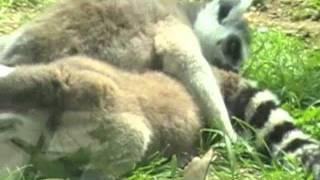 Licking Lemurs