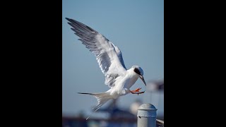 Bolsa Chica Ecological Reserve