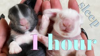 Satisfying Music to Fall Asleep / Cute Baby Bunnies Sleeping / 1 Hour Music Video