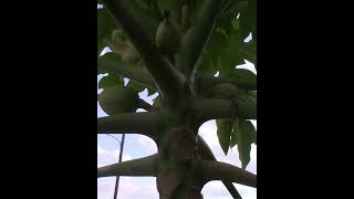 Papaya fruiting #shorts #papaya # gardening