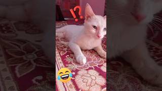 new funny meme | cat funny short #PAKvNZ | #AaTenuMatchDikhawan #turkishangora #funny #cutememes