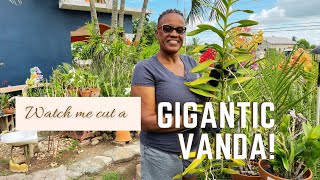 Cutting My Gigantic Vanda | Removing Fungus and Re-Potting