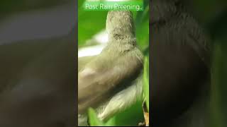 Flowerpeckers preening| #indianwildlife #nature