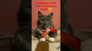 вкусная конфетка #котик #турбик #котики  подпишитесь