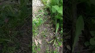 baby snake in forest