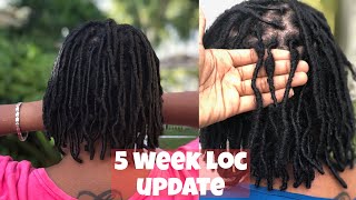 Starter Locs Retwist| Five Weeks|