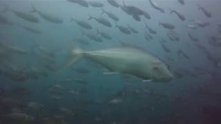 Schools of Fish in Cabo Pulmo