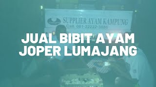 Jual Bibit Ayam Joper Lumajang