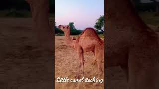 Little camel iteching with its foot الجمل الصغير يحك بقدمه. || desert Thar || #camels #desertanimals