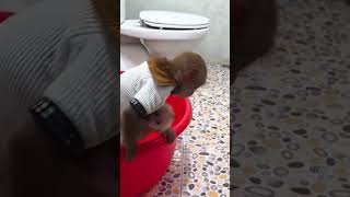 BIbi takes Lala to take a bath #monkeybibi #shorts