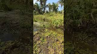 lagoa no mato boa de espera