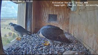 FalconCam 2024 04 08 One sided bonding