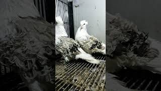 unique pigeon breed | Part 2 |