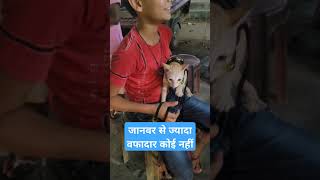 जानवर से ज्यादा वफादार कोई नहीं #snake_rescue_muzaffarpur #snake #shortsviral #snakerescueteam