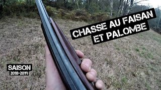 Chasse au FAISAN et PALOMBE la saison 2018-2019 COMMENCE !!!