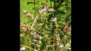 Monarch Butterfly Migration