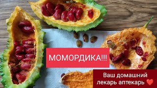 МОМОРДИКА!!! ИМПЕРАТОРСКОЕ РАСТЕНИЕ.