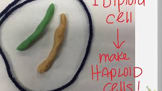 bio 3-28 making new cells mitosis & meiosis