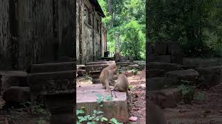 Funny group of Monkey Specail Clips  #shortvideos #Funnyvidoes #shortvideoformonkey 93