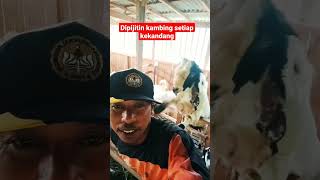 Dipijitin kambing setiap kekandang