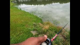 Bass Smashing a Bluegill Swimbait!!