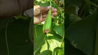 Look friends, they are looking like small bottle gourds #nature #farming #bottlegourd #shorts