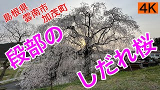 観光46.【段部のしだれ桜】推定樹齢300年　島根県雲南市加茂町三代