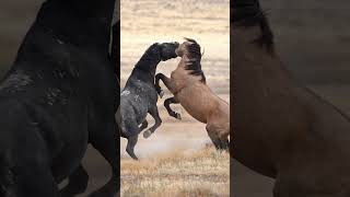 Horses fight #horse #animals