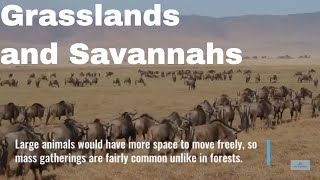 Discover the land of the giants, the grasslands and savannahs | Savannah | Steppes | Grasslands