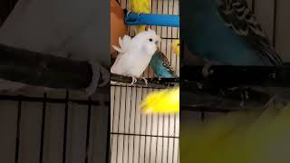 Hokoromo breeding Sound best sounds #parrottalking #parrot