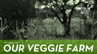 Introducing Our Veggie Farm