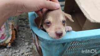 New puppy with blue eyes