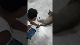 আহারে বিড়াল | Play with cat