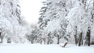 Fondo de Pantalla en Movimiento de bosque Nevado con la mejor musica relajante