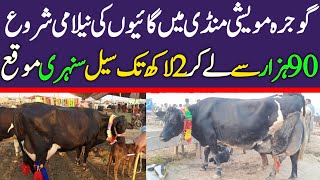 Latest Cow Prices in Gojra Maweshi Mandi | Fresh Cow Rates Update 2024