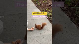 🐿️The shell is left to you.😌#animals #cute #mylife #동물 #squirrel #feed#动物 #shorts #松鼠 #funny