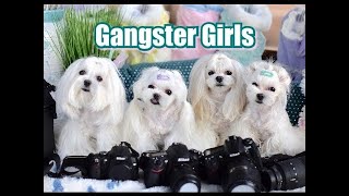 FUN:  GG Gangster Girls Naughty Maltese Tweety and her Gangsta Gals at House of MO 말티즈