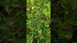 করমচার বাম্পার ফলন দেখে অবাক হয়ে যাবেন #করমচা #fruit #gardening #rooftopgarden  #hobbies