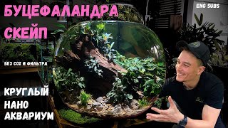 БУЦЕФАЛАНДРА АКВАРИУМ СКЕЙП | BUCEP AQUARIUM SCAPE | TUTORIAL