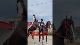 Horse lovers and supar dance 😘🤩#shorts #short #lover #horse