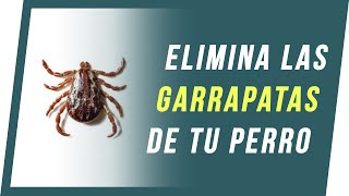 Como quitar las GARRAPATAS a un PERRO - remedio casero - Veterinos