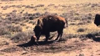 New Baby Bison's First Steps