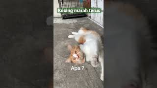 Kucing pura pura mati