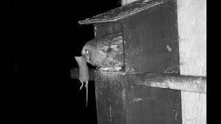 #2 Tawny Owl Box  -  5 Apr 2021