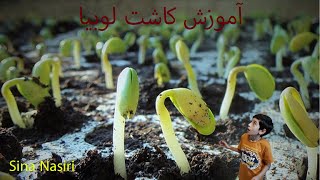 چگونه لوبیا بکاریم؟😍🌱#چگونه