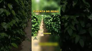 Cultive Pimenta do Reino e Aumente Sua Rentabilidade!