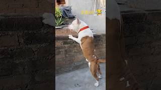 pitbull 😒 #motivation #video #youtubeshorts #shortvideo #trending #viral