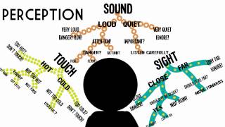 Sensation & Perception: Information Processing in the Brain