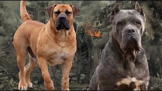 Top5 Perros que pueden Defenderte en un Apocalipsis Zombie